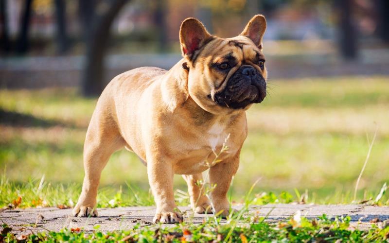 Understanding the Popularity of French Bulldogs: Care, Temperament, and Community